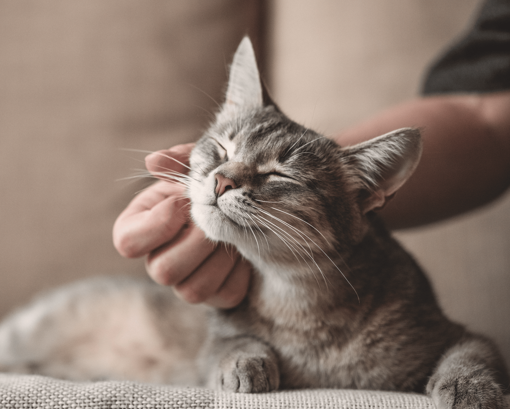 A relaxed tabby cat closing its eyes as its owner gently scratches its chin