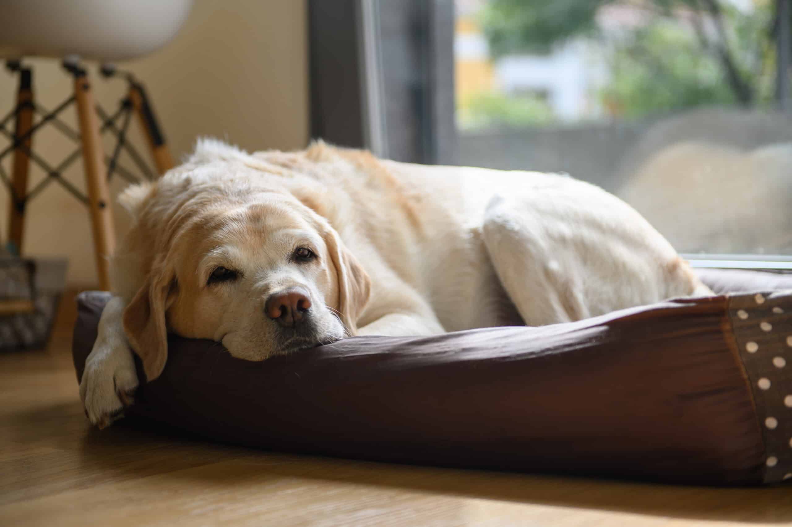 A senior Labrador resting comfortably in his bed at home